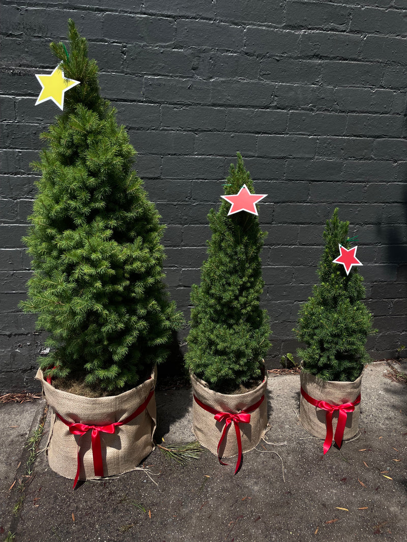 Potted Christmas Tree