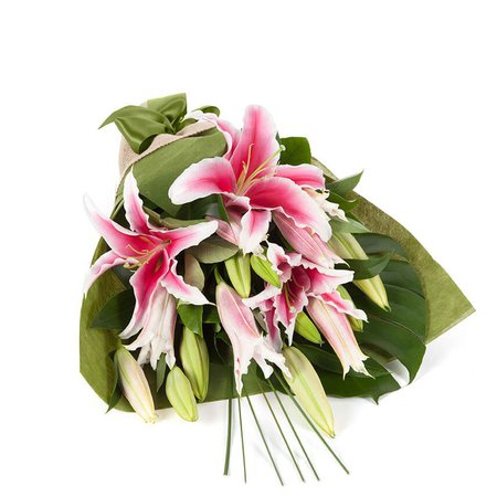 Oriental Lilies – In Vogue Pink