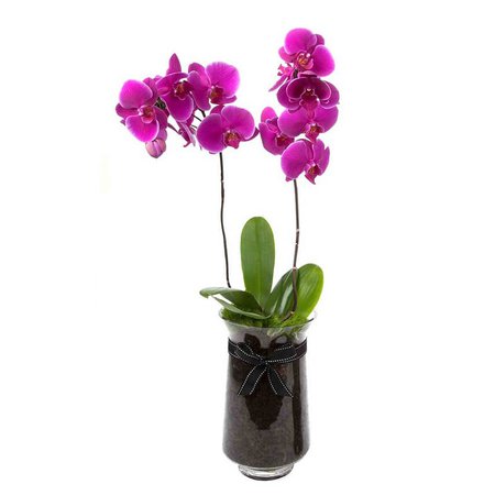 Purple Phalaenopsis Orchid (Duo)