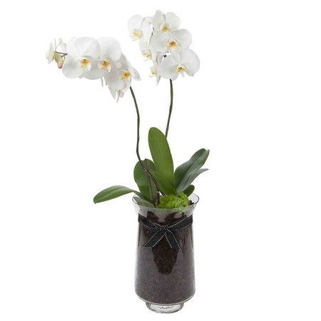 White Phalaenopsis Orchid (Duo)